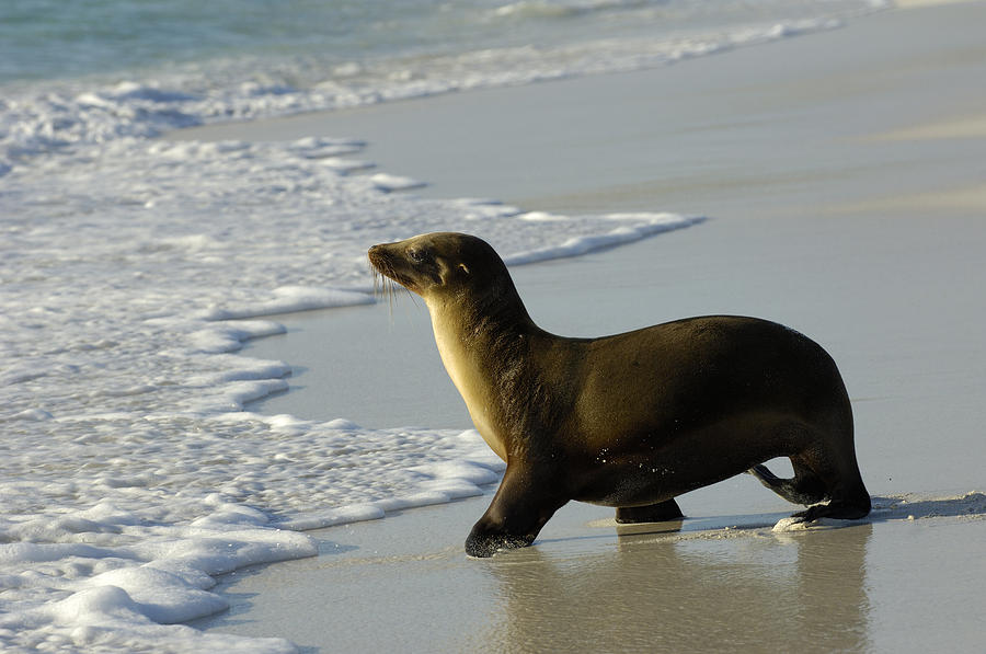 Galapagos Sea Lion In Gardner Bay Photograph by Pete Oxford
