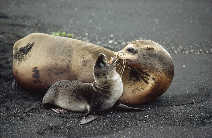 Galapagos Sea Lion Mother And Newborn Photograph by Tui De Roy Galapagos Sea Lion Mother And Newborn Photograph by Tui De Roy