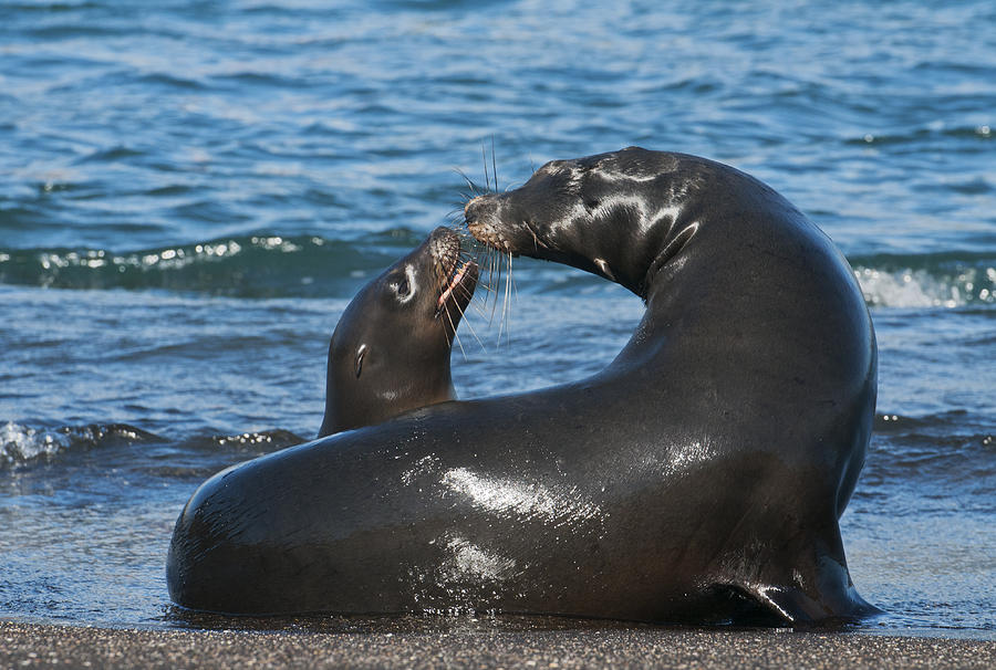 Galapagos Sea Lion Mother And Pup Photograph by Kevin Schafer
