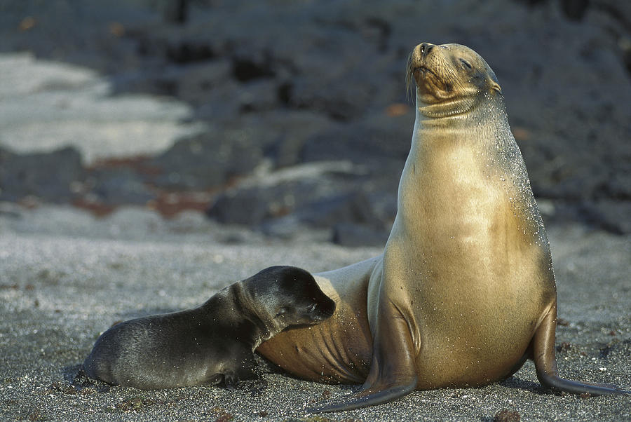 Galapagos Sea Lion Nursing Newborn Photograph by Tui De Roy