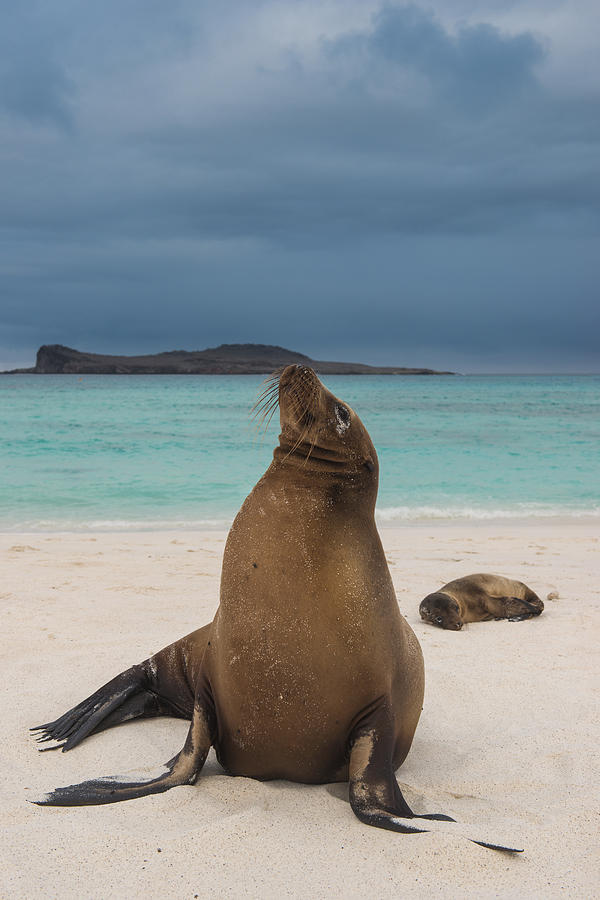 Galapagos Sea Lions Gardner Bay Photograph by Pete Oxford