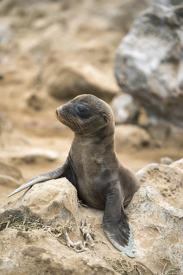 Galapagos Sea Lion Pup Champion Islet Photograph by Tui De Roy