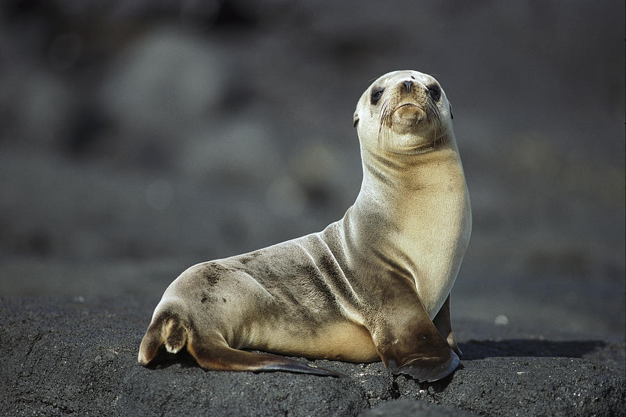 Galapagos Sea Lion Pup Galapagos Islands Photograph by Tui De Roy