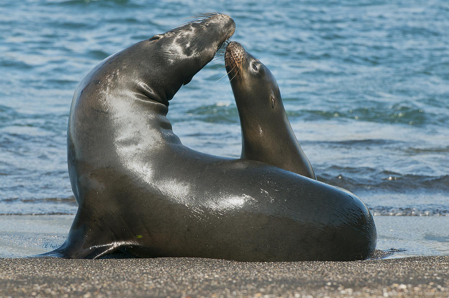 Galapagos Sea Lion Pup Nuzzling Mother Photograph by Kevin Schafer