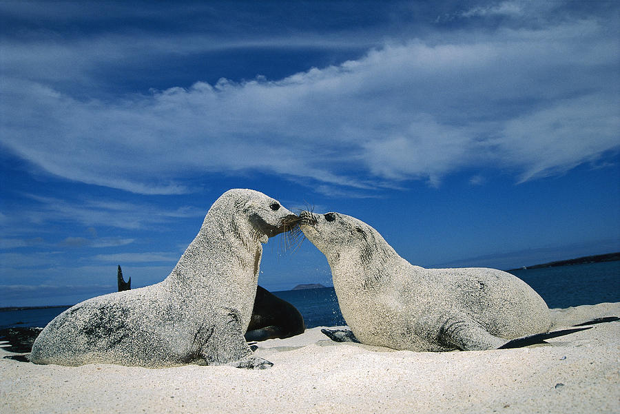 Galapagos Sea Lion Pups Covered In Sand Photograph by Tui De Roy