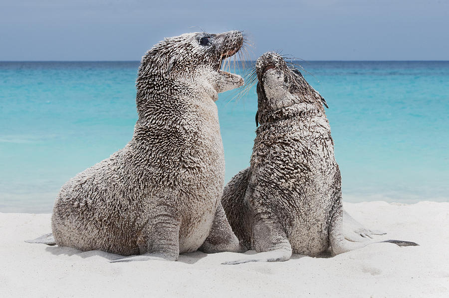 Galapagos Sea Lion Pups Playing Ecuador Photograph by Kevin Schafer