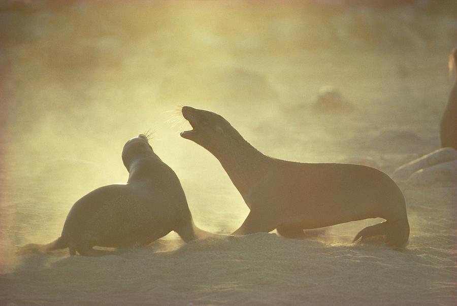 Galapagos Sea Lion Pups Romping On Beach Photograph by Tui De Roy