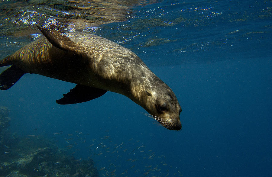 Galapagos Sea Lion Swimming Ecuador Photograph by Pete Oxford
