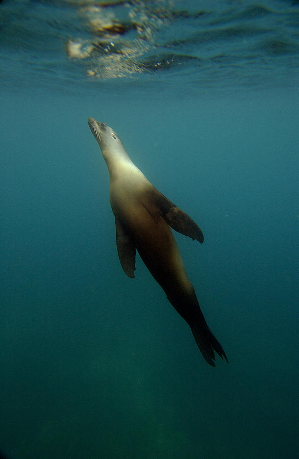Galapagos Sea Lion Underwater Photograph by Pete Oxford