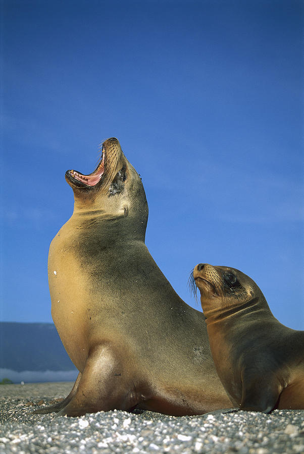 Galapagos Sea Lion With Yearling Photograph by Tui De Roy