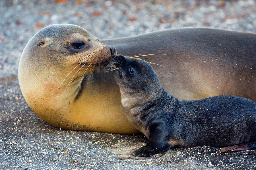 Galapagos Sea Lion Zalophus Wollebaeki Photograph by Animal Images