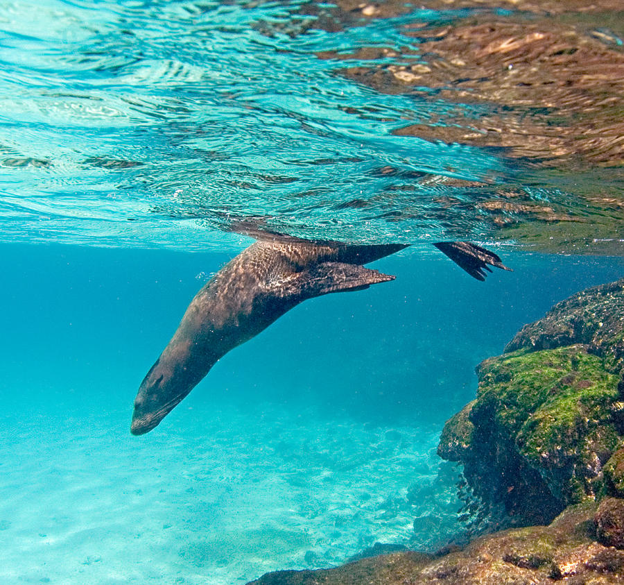 Galapagos Sea Lion Zalophus Wollebaeki Photograph by Panoramic Images