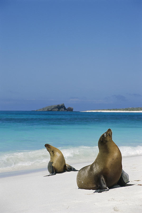 Galapagos Sea Lions On Beach Galapagos Photograph by Tui De Roy