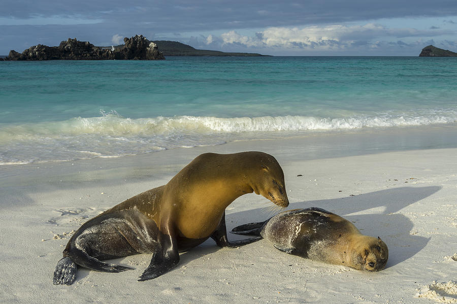 Galapagos Sea Lions On The Beach Photograph by John Shaw - Fine Art America