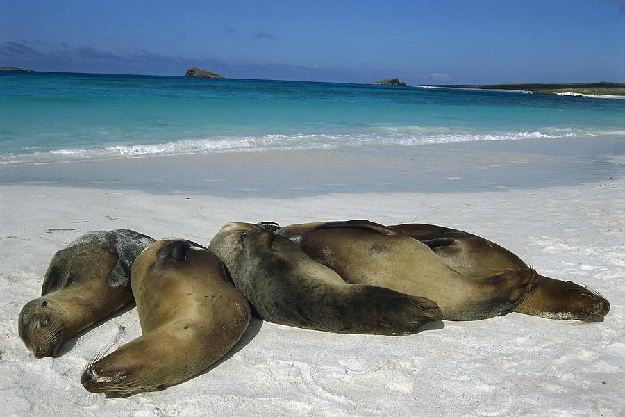 Galapagos Sea Lions Sleeping On Beach Photograph by Tui De Roy