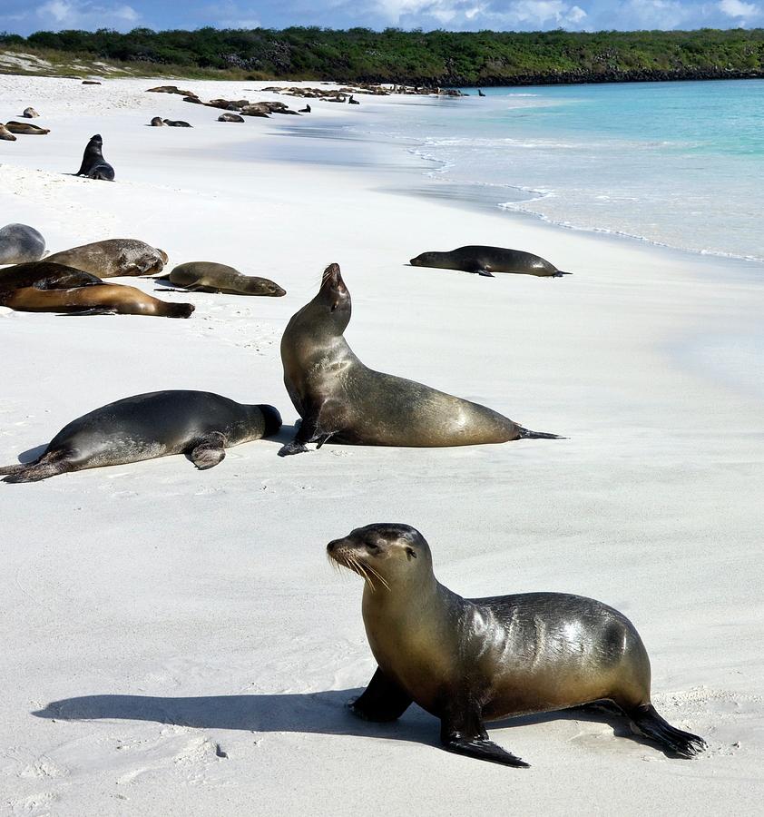 Galapagos Sea Lions Photograph by Steve Allen/science Photo Library ...