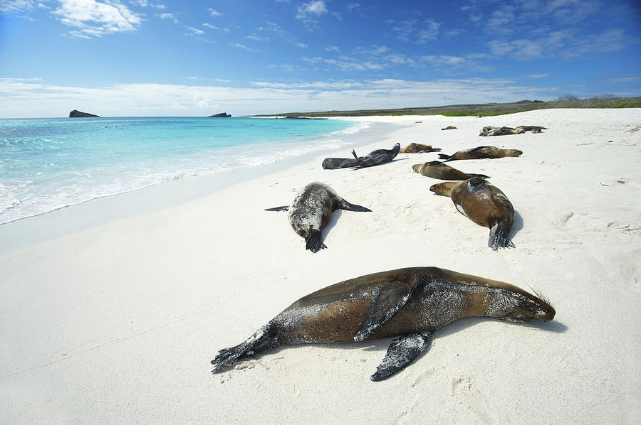 Galapagos Sea Lions Sun Themselves on Bright Beach Photograph by PeskyMonkey