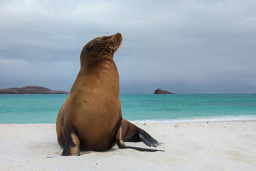 Beach Photograph - Galapagos Sea Lions (zalophus Wollebaeki by Pete Oxford