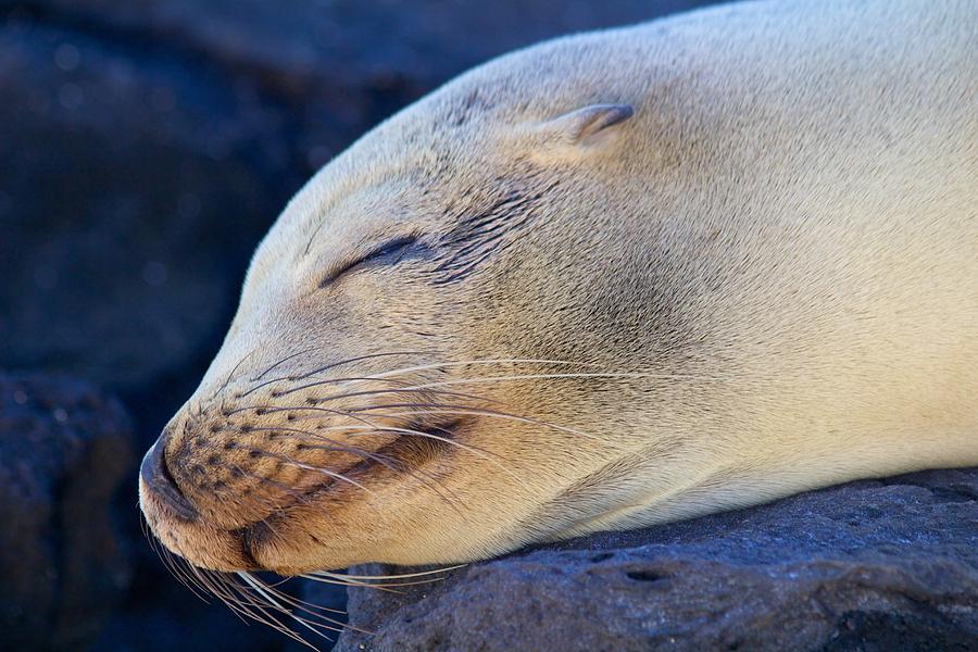 Galapagos Sealion Photograph by Allan Morrison