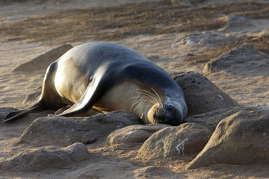 Wildlife Photograph - Galapagos Sealion by M. Watson