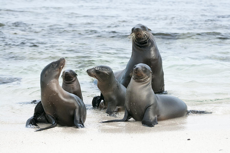 Galapagos Sealions On Beach  Galapagos Photograph by Tui De Roy