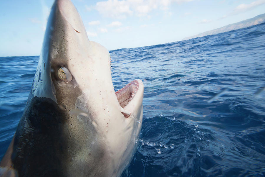 Galapagos Shark  Carcharhinus Photograph by Dave Fleetham