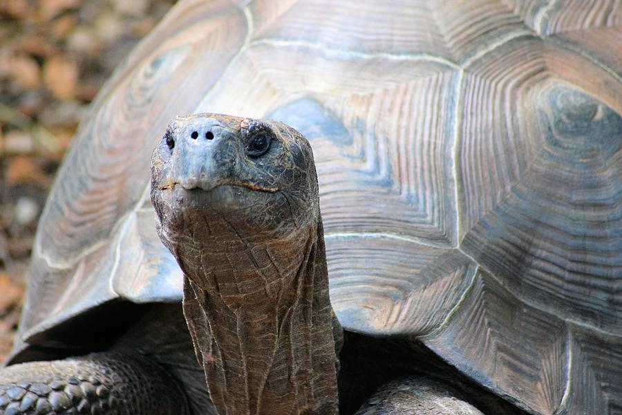 Galapagos Tortoise 1 Photograph by Sheri McLeroy