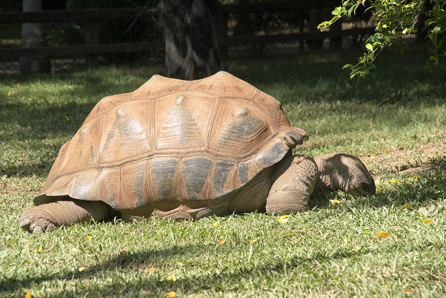 Galapagos Tortoise Digital Art by Carol Ailles - Fine Art America