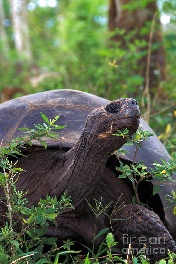 Galapagos Tortoise Photograph by Mark Newman