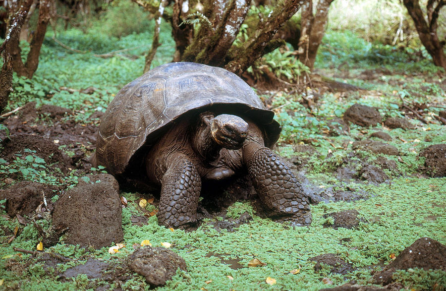 Galapagos Tortoise Photograph by Miguel Castro