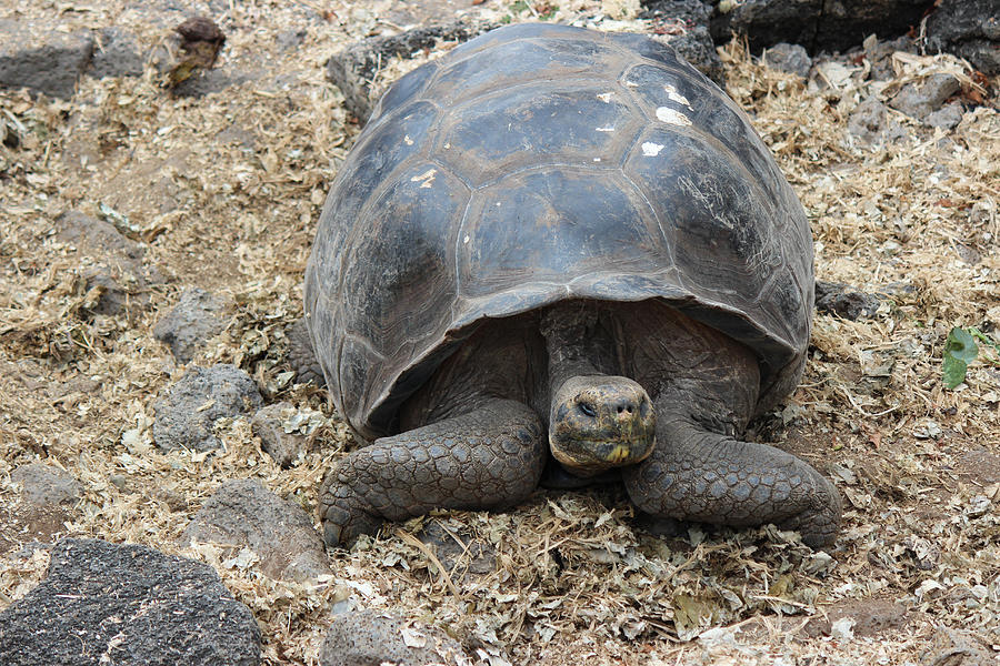 Galapagos Tortoise Photograph By Pat Burns - Fine Art America