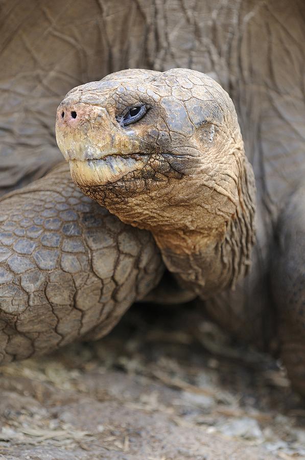 Galapagos tortoise by Science Photo Library