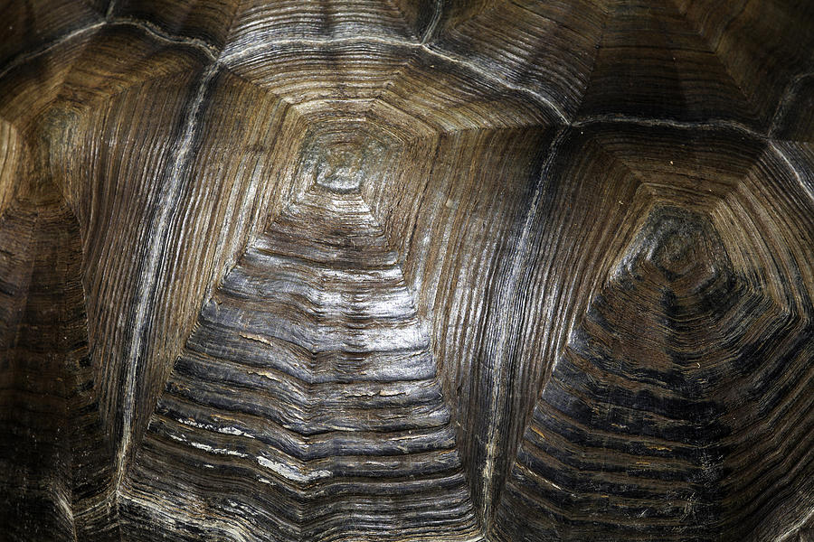 Galapagos Tortoise Shell Detail Photograph by Lynn Palmer | Fine Art ...