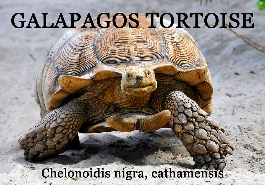 Galapagos Tortoise work A Photograph by David Lee Thompson