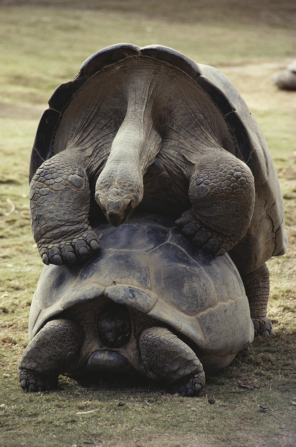 Galapagos Tortoises Mating Photograph by R. Van Nostrand