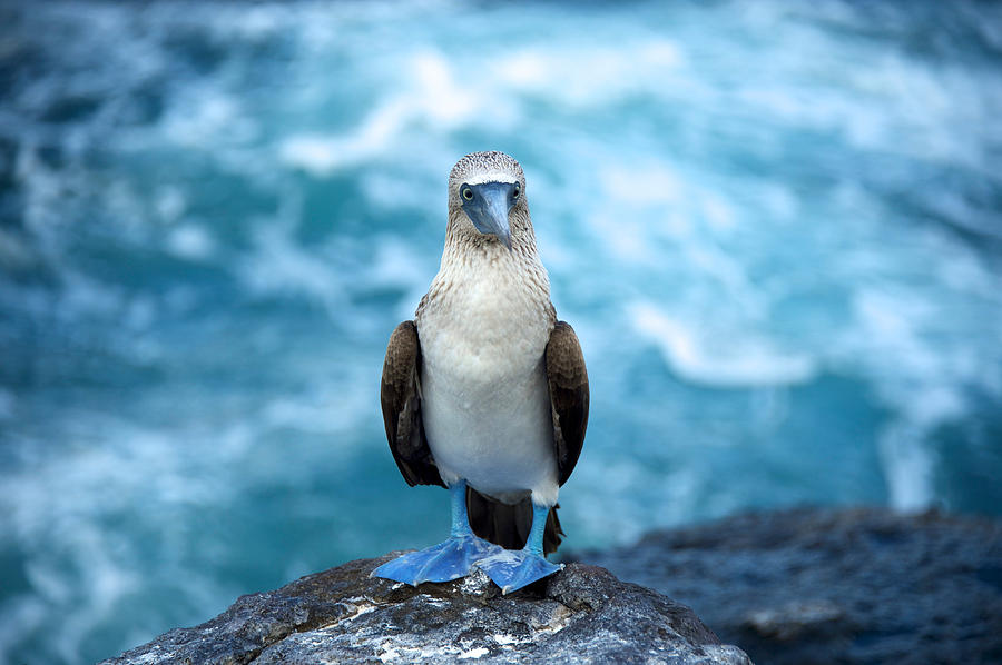 Galapagos.jpg Photograph by Vroom1