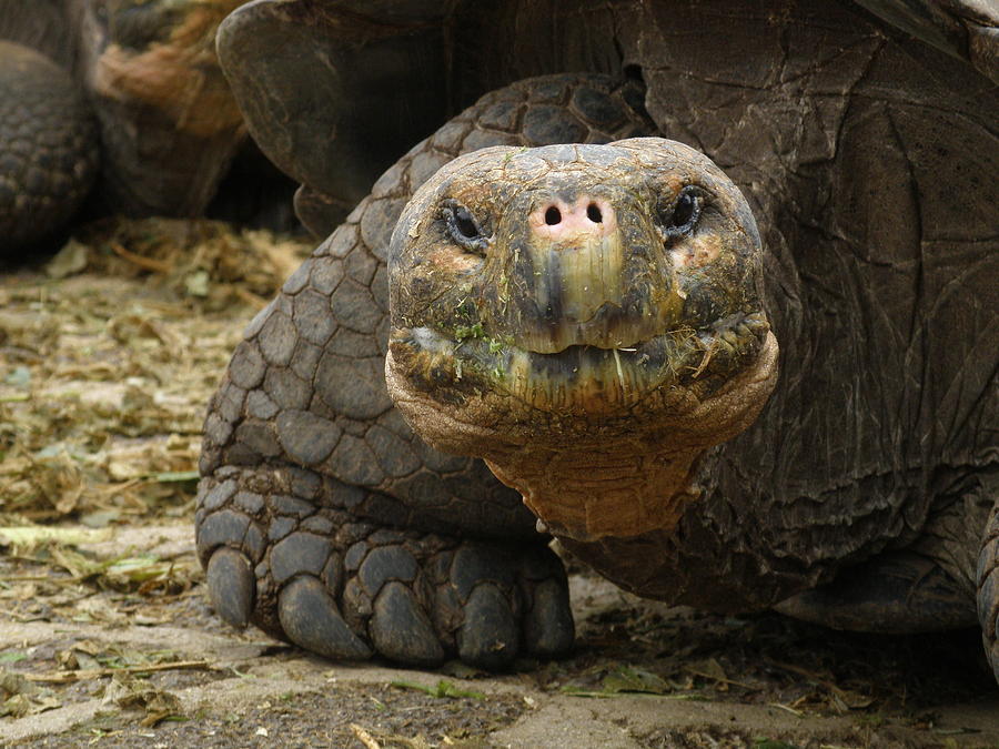 Galapogos Tortoise Photograph by Pete Reynolds - Fine Art America