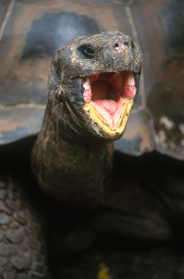 Galapogos Tortoise Photograph by Steve Cooper