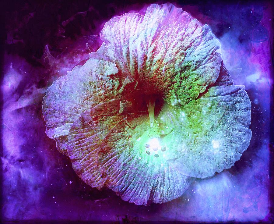 Galaxy Flower 4 Digital Art by Lilia S