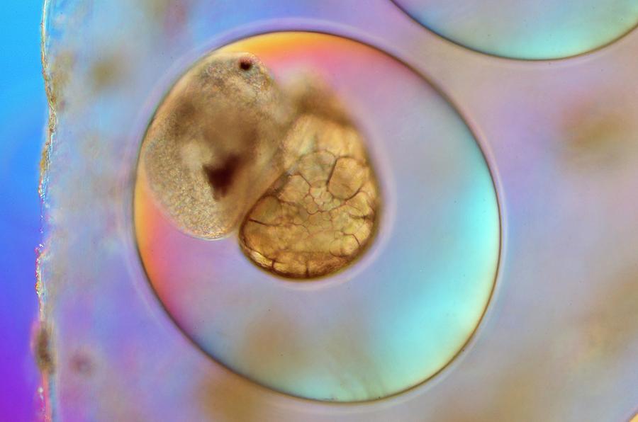 Galba Truncatula Egg With Embryo Photograph by Sinclair Stammers