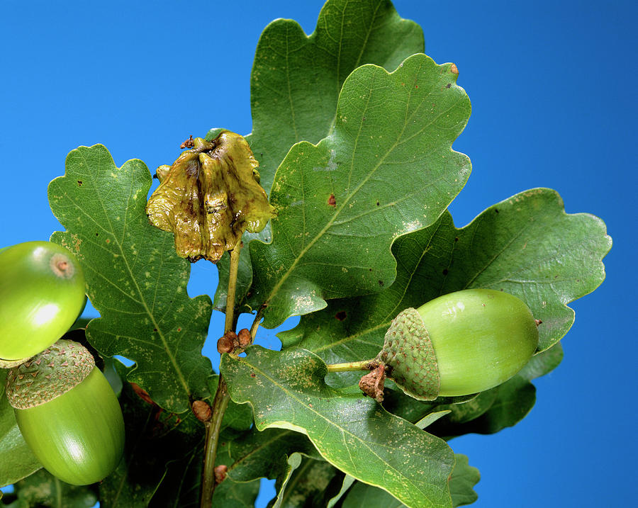 Gall Photograph by Adam Hart davis/science Photo Library Pixels Gall Photograph by Adam Hart davis/science Photo Library Pixels