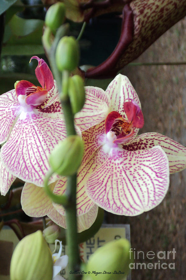 Gallant Orchid Photograph by Megan Dirsa-DuBois