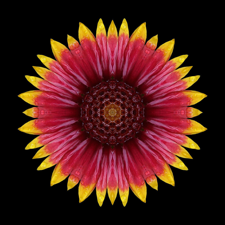 Galliardia Arizona Sun Flower Mandala Photograph by David J Bookbinder