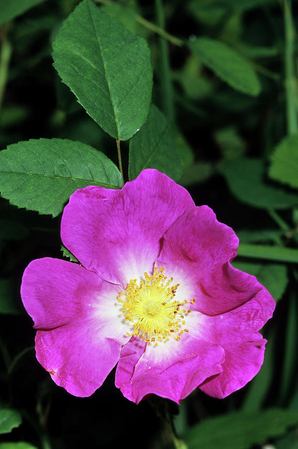 Nature Photograph - Gallic Rose (rosa Gallica) by Bruno Petriglia/science Photo Library
