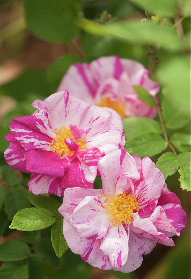Gallic Rose (rosa rosa Mundi) In Flower Photograph by Maria Mosolova/science Photo Library