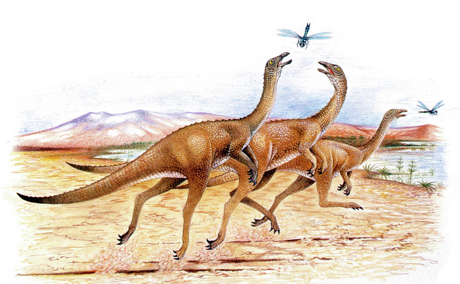 Prehistoric Photograph - Gallimimus Dinosaurs by Deagostini/uig