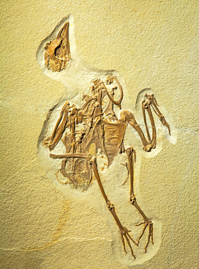 Gallinule Bird Fossil Photograph by Millard H. Sharp
