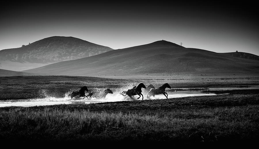 Gallop Photograph by Blackstation