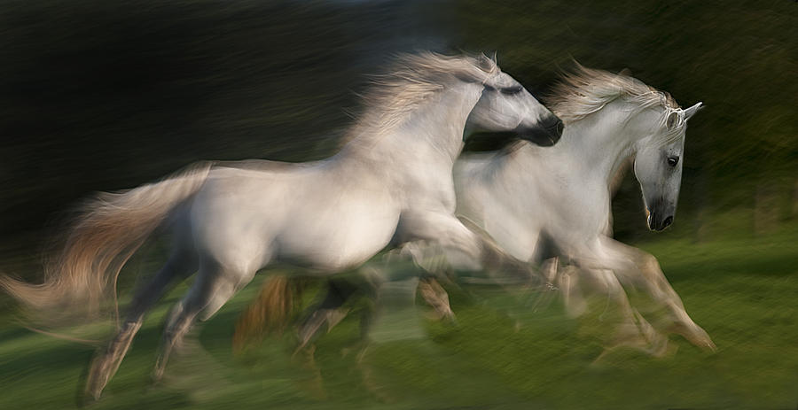 Gallop For Two Photograph by Milan Malovrh