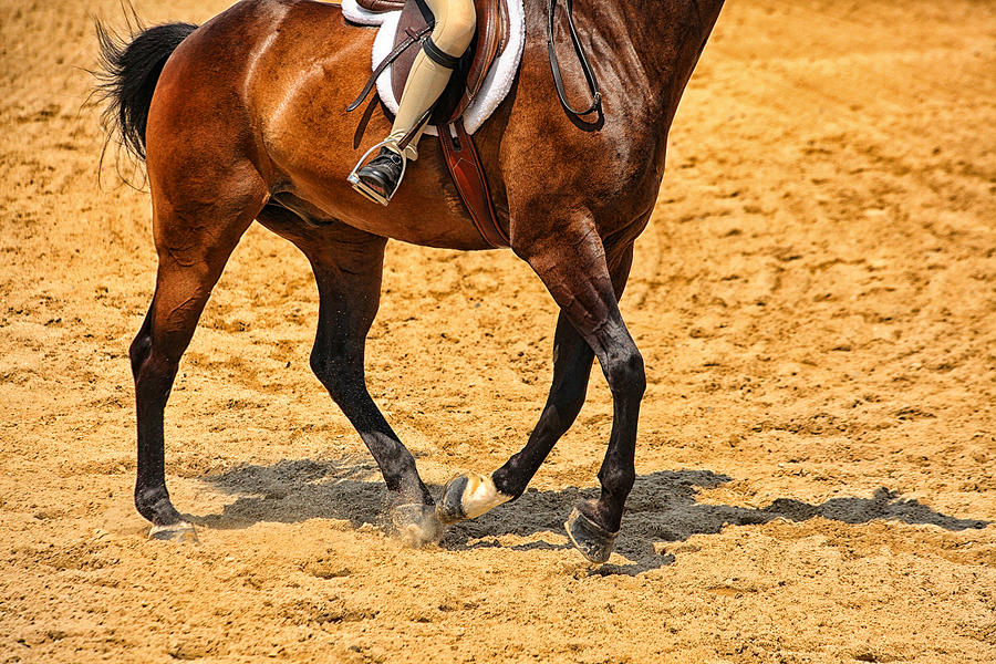 Horse Photograph - Gallop by Karol Livote